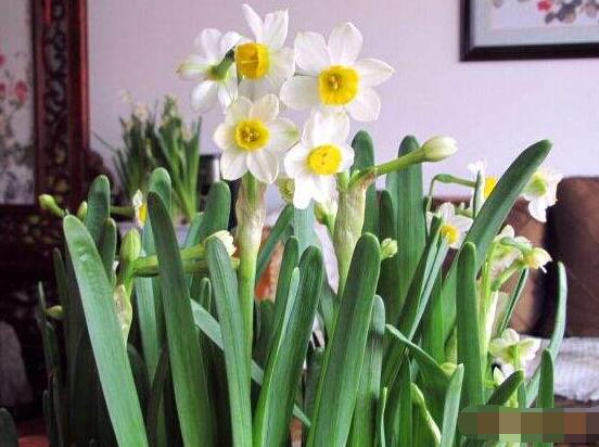水仙花如何沙养,做好这五个基本要点便枝繁叶茂、花开爆盆
