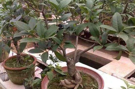 茉莉的修剪方法,教你两种简单易学的操作方法(生长期与休眠期)