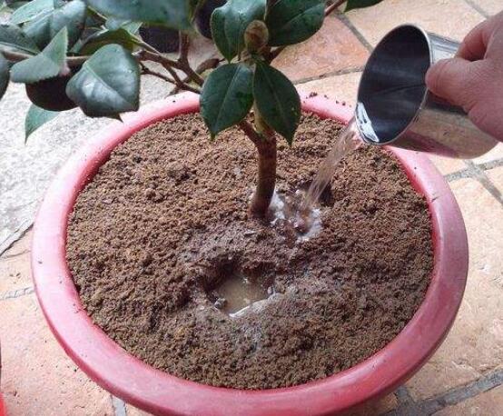 茶花怎样上盆和换盆,教你简单四点上盆方法和三点换盆方法