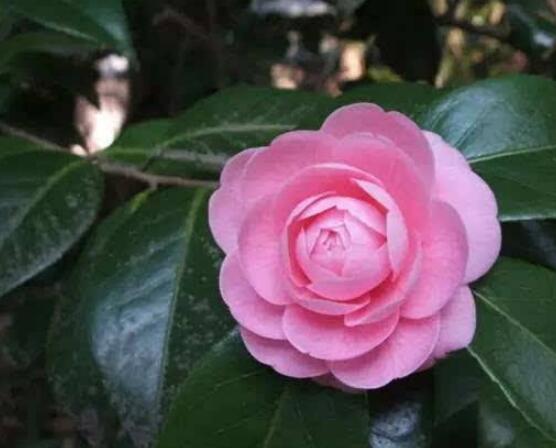 茶花怎样上盆和换盆,教你简单四点上盆方法和三点换盆方法