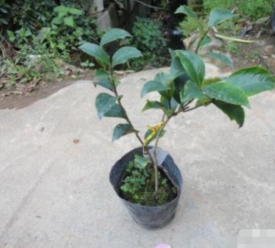 茶花怎样上盆和换盆,教你简单四点上盆方法和三点换盆方法