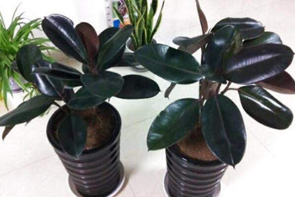 橡皮树的养殖方法,保证植株生长的5大要点
