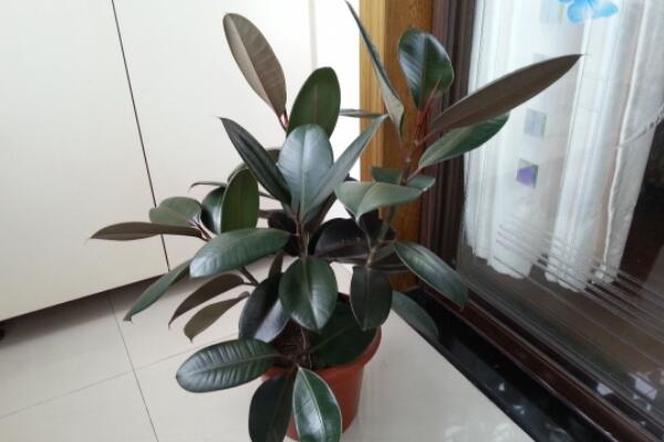橡皮树的养殖方法,保证植株生长的5大要点