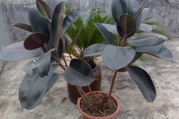 橡皮树的养殖方法,保证植株生长的5大要点