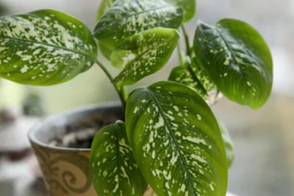 万年青开花预兆什么,是一种吉祥的象征