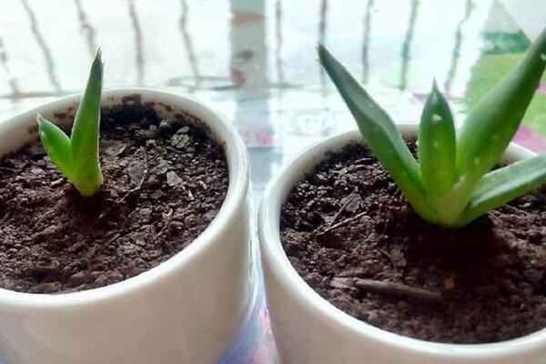 芦荟怎么移植,具体移植步骤详解