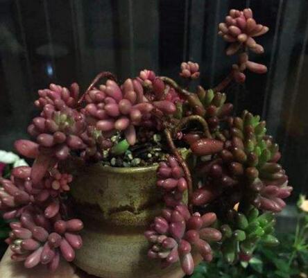 碧玉莲如何度夏,最主要的是不要随意浇水