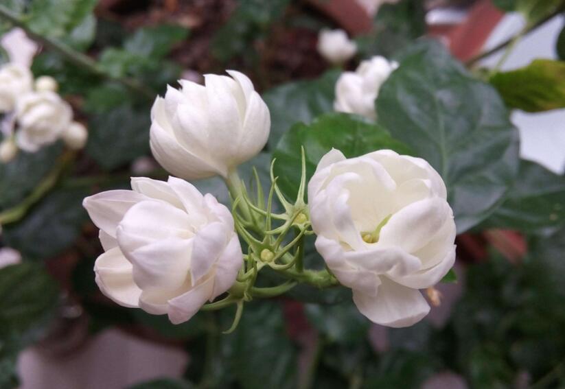 茉莉花如何一年开花几次,一年开3次的方法
