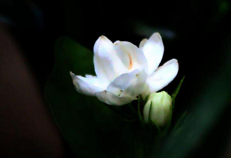 茉莉花如何一年开花几次,一年开3次的方法