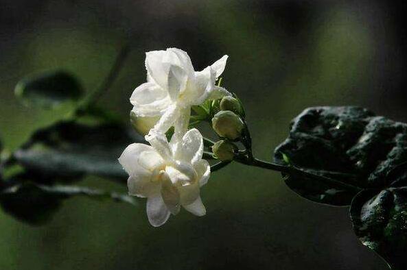 茉莉花如何一年开花几次,一年开3次的方法