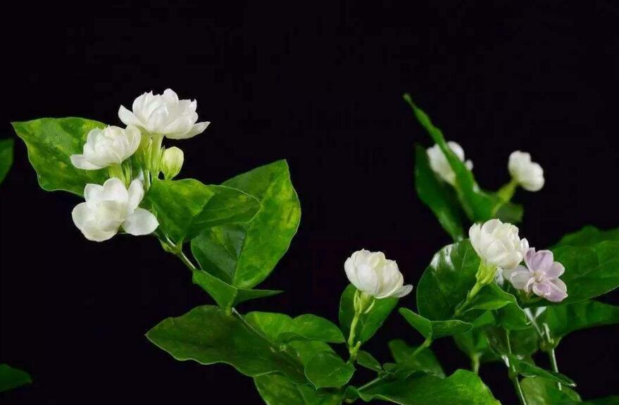 茉莉花如何一年开花几次,一年开3次的方法