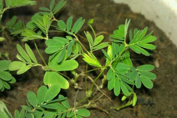含羞草什么时候浇水,在温度适宜的时候浇水