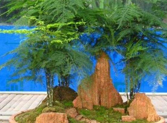文竹盆景的制作方法，教你四种最美观盆景造型