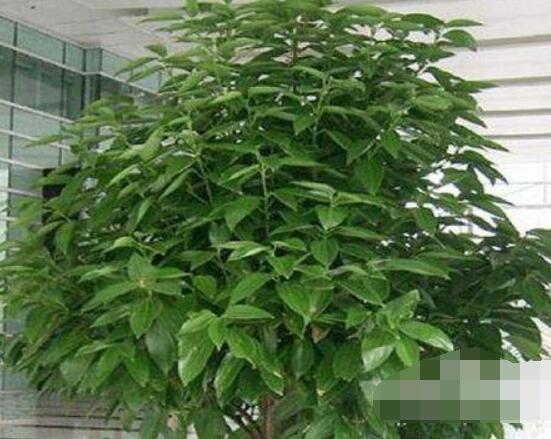 平安树好养吗,教你简单四种养殖方法/阖家幸福、万事如意