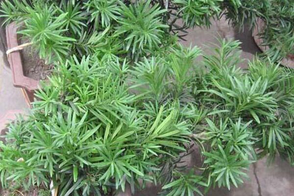 十大罗汉松品种,罗汉松常见品种介绍
