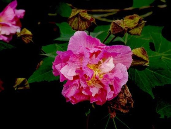 木芙蓉花的病虫害及其防治，盘点四种常见病虫害