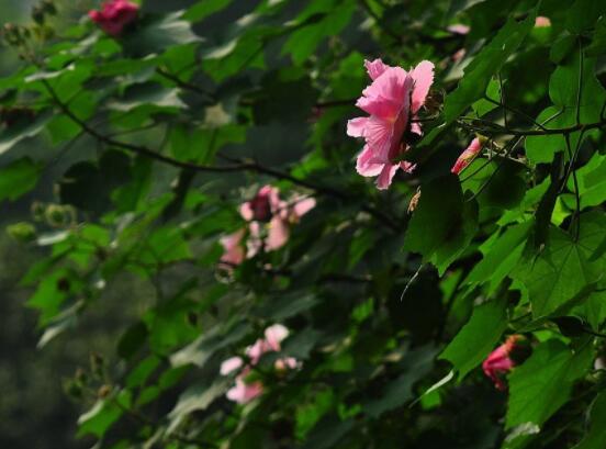 木芙蓉花的病虫害及其防治，盘点四种常见病虫害