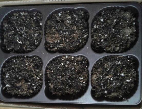 仙客来种子种植方法,以饱满健康种子最佳/浸种催芽
