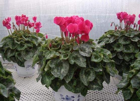 仙客来种子种植方法,以饱满健康种子最佳/浸种催芽