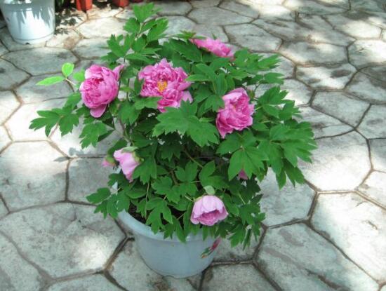 牡丹花种植方法,老农归纳最全面的种植技巧(种植前后)