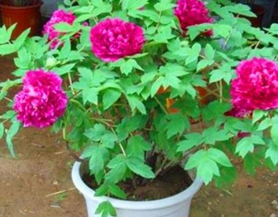牡丹花种植方法,老农归纳最全面的种植技巧(种植前后)