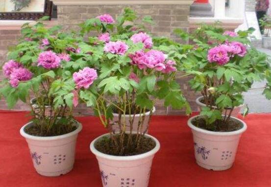 牡丹花种植方法,老农归纳最全面的种植技巧(种植前后)
