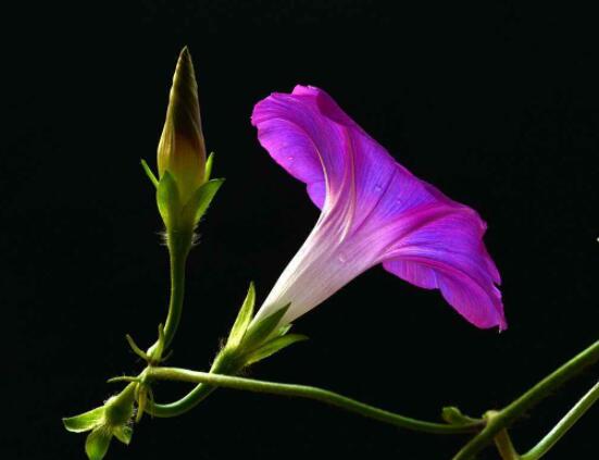牵牛花有几种颜色,不同品种不同颜色(花色丰富)