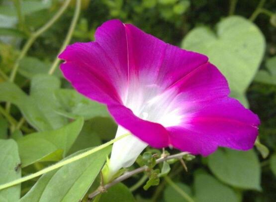 牵牛花有几种颜色，不同品种不同颜色(花色丰富)