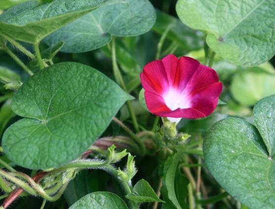 牵牛花有几种颜色,不同品种不同颜色(花色丰富)