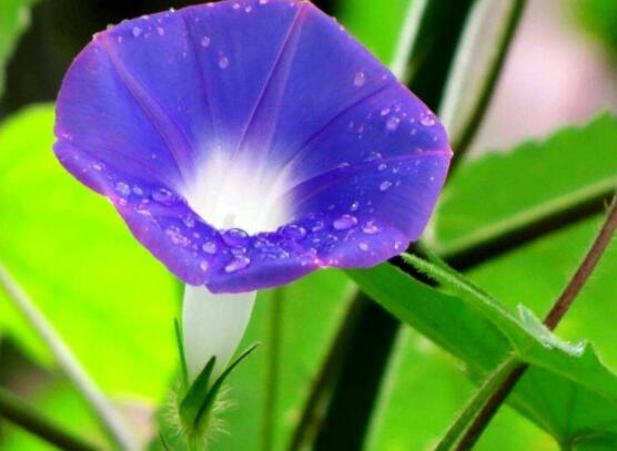 牵牛花有几种颜色,不同品种不同颜色(花色丰富)