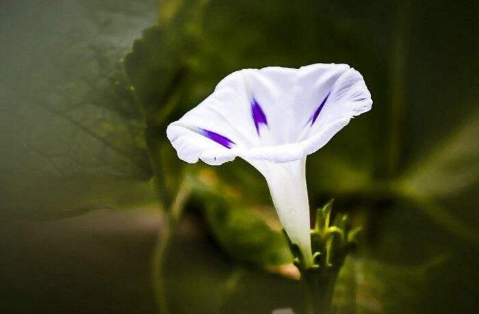 夕颜花是牵牛花吗，不是/夕颜花是一种比较凄凉的花朵