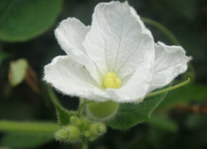 夕颜花是牵牛花吗，不是/夕颜花是一种比较凄凉的花朵