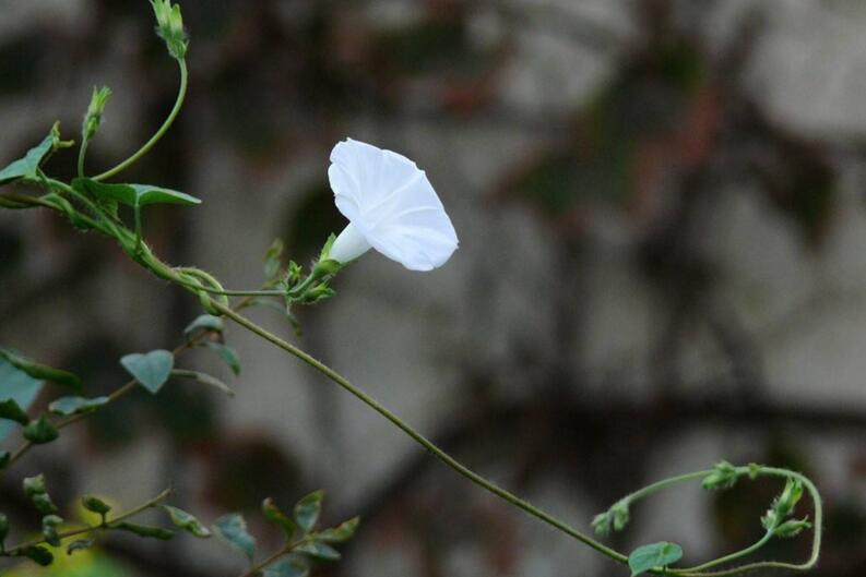 夕颜花是牵牛花吗，不是/夕颜花是一种比较凄凉的花朵