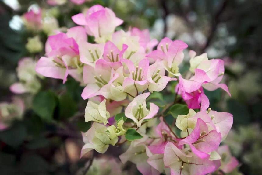 三角梅的花期,养殖技巧得当可全年开花