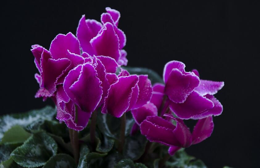 仙客来几月份开花,集中在冬天这个季节开花