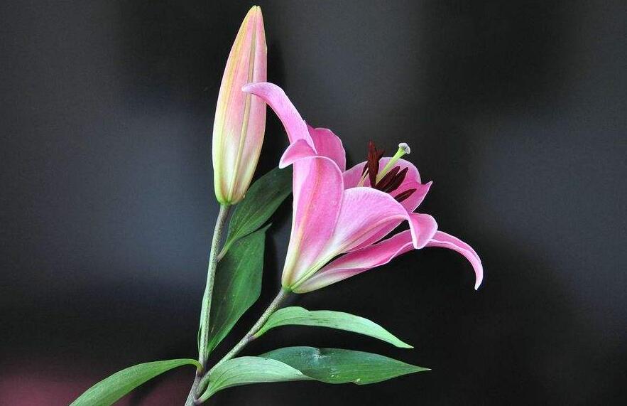 买来的百合花怎么养,需要适合的土壤和浇水