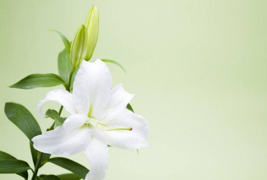 买来的百合花怎么养,需要适合的土壤和浇水