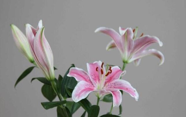 买来的百合花怎么养,需要适合的土壤和浇水