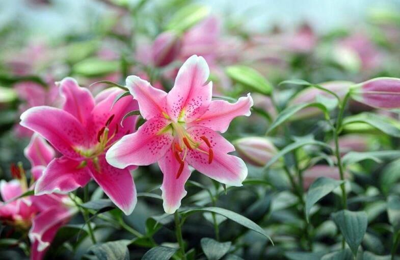 买来的百合花怎么养,需要适合的土壤和浇水