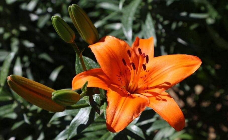 买来的百合花怎么养,需要适合的土壤和浇水