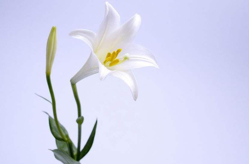 买来的百合花怎么养,需要适合的土壤和浇水