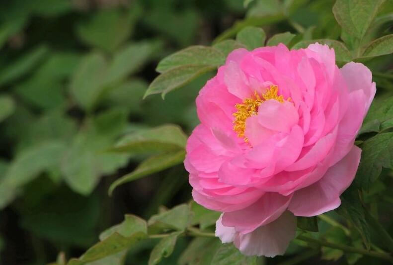 牡丹花的寓意和象征,代表着典雅高贵和富贵吉祥