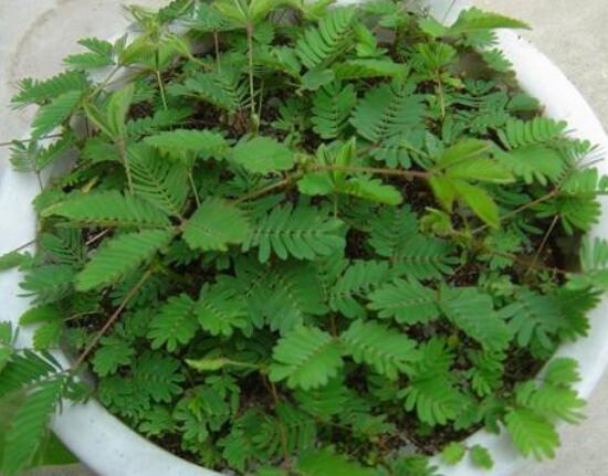 含羞草为什么会闭合,讲述最科学的合理解释(叶枕水分感应)