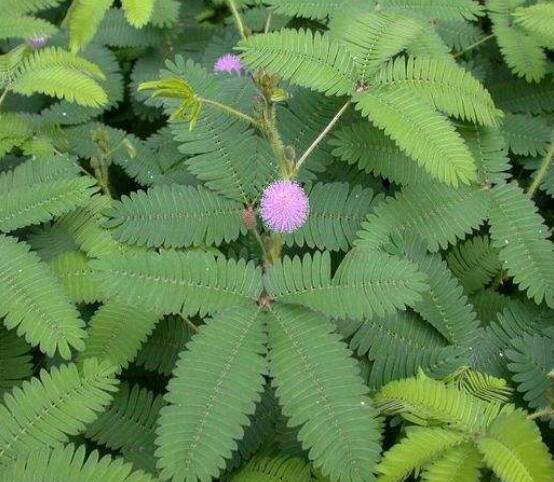 含羞草为什么会闭合,讲述最科学的合理解释(叶枕水分感应)