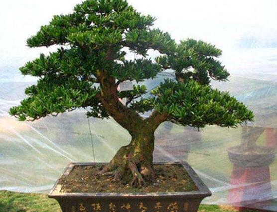 罗汉松盆景施肥,做好以有机液肥、稀薄的饼肥水为主