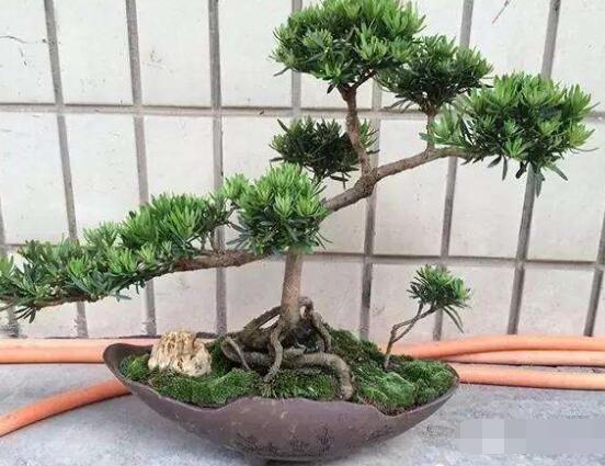 罗汉松盆景施肥,做好以有机液肥、稀薄的饼肥水为主