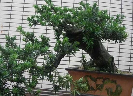 罗汉松盆景施肥,做好以有机液肥、稀薄的饼肥水为主