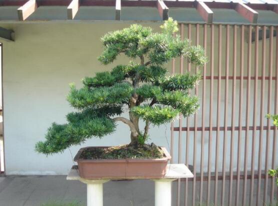 罗汉松盆景施肥,做好以有机液肥、稀薄的饼肥水为主