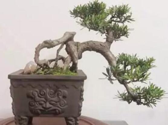 罗汉松盆景施肥,做好以有机液肥、稀薄的饼肥水为主