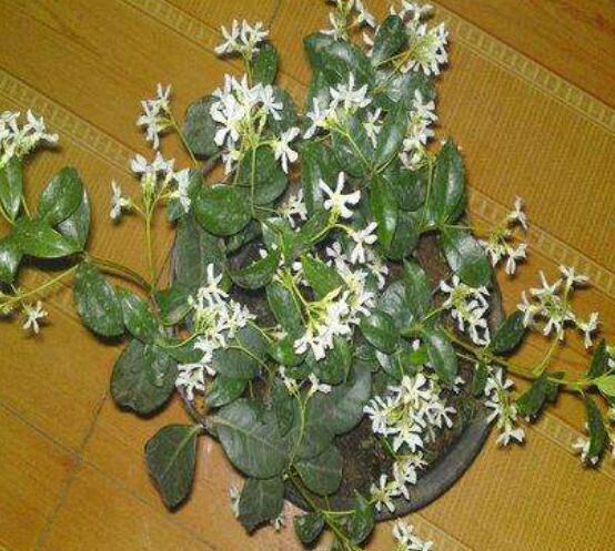 茉莉花的常见品种,欣赏最好看的六大品种